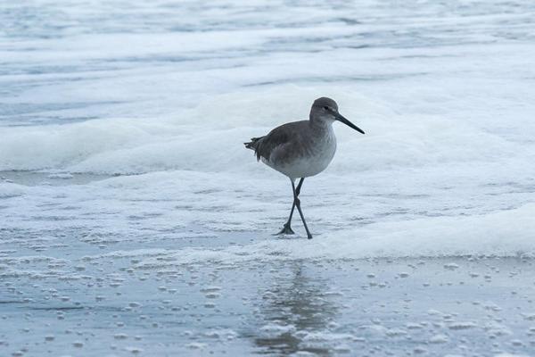 Beach Quarters Daytona Wilbur-by-the-Sea Esterno foto